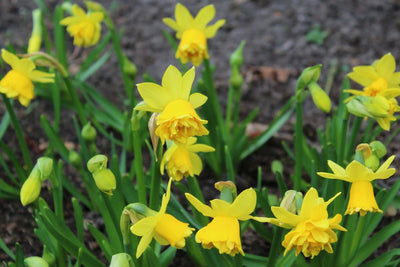Narcissus Tete Boucle Jack the Grower