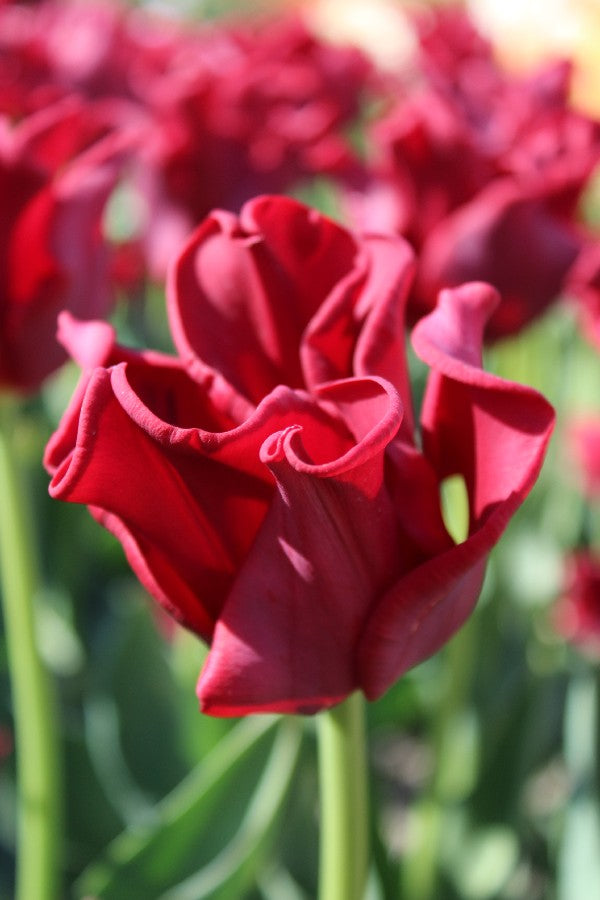 Tulpe Red Dress Jack the Grower