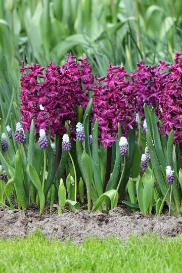 Hyacinthus Woodstock Jack the Grower