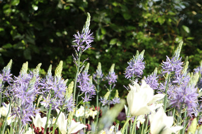 Camassia Blue Melody Jack the Grower