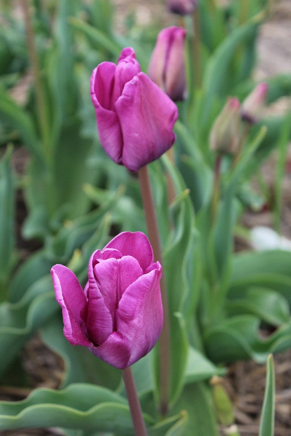 Tulipa Bleu Aimable Jack the Grower