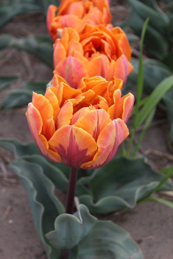 Tulipa Orange Princess Jack the Grower