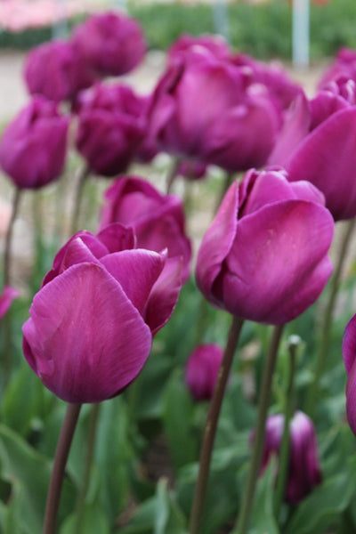 Tulipa Deep Purple Rock Jack the Grower