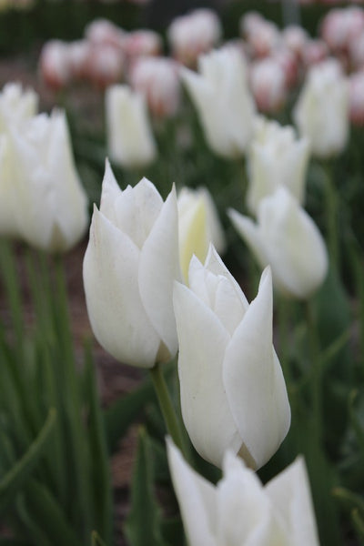 Tulipa White Triumphator Jack the Grower