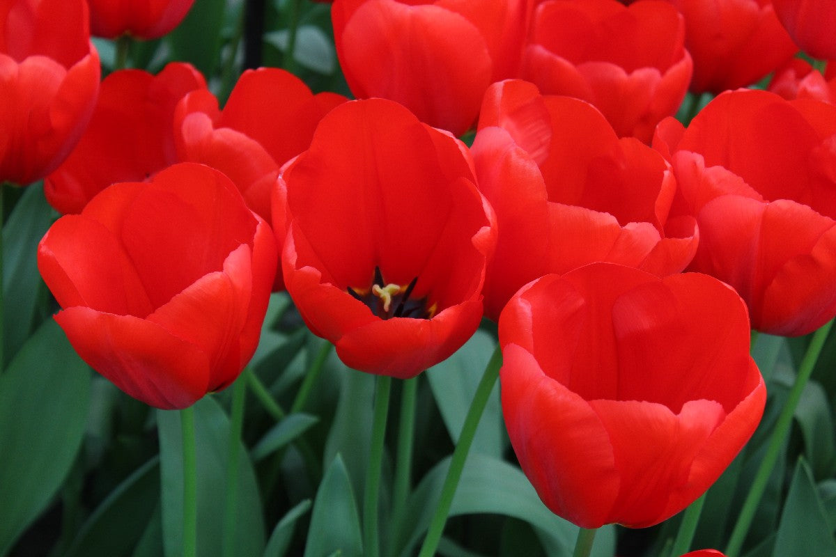 Tulipa Lefeber's Memory Jack the Grower