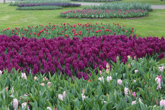 Hyacinthus Woodstock Jack the Grower
