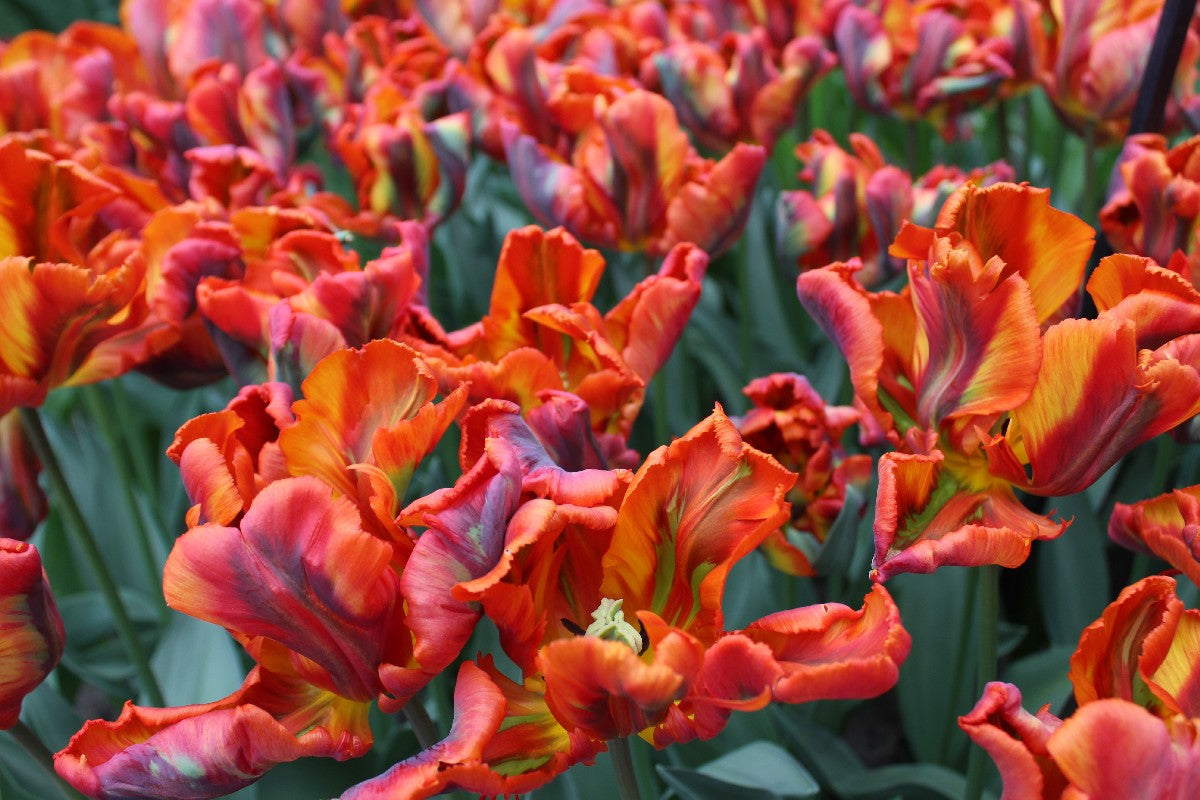Tulipa Irene Parrot Jack the Grower