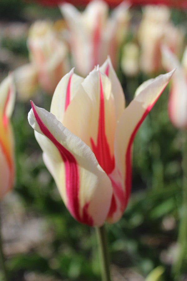 Tulipa Marilyn Jack the Grower