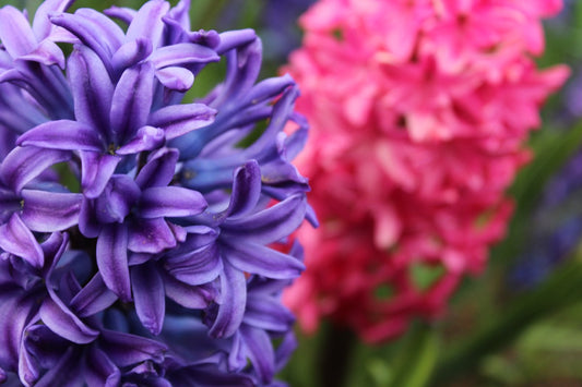 Hyacinthus Blue Jacket Jack the Grower