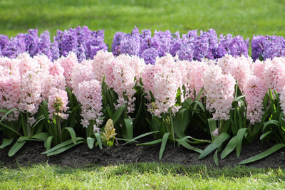 Hyacinthus Apricot Passion Jack the Grower
