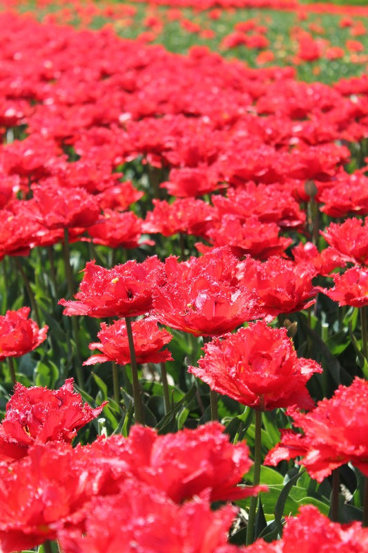 Tulipa Fiery Dream Jack the Grower