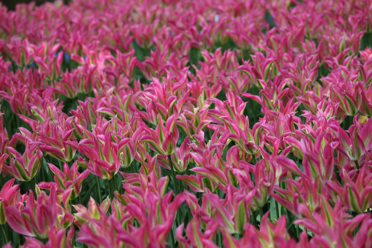 Tulipa Florosa Jack the Grower