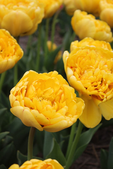 Tulipa Yellow Pomponette Jack the Grower