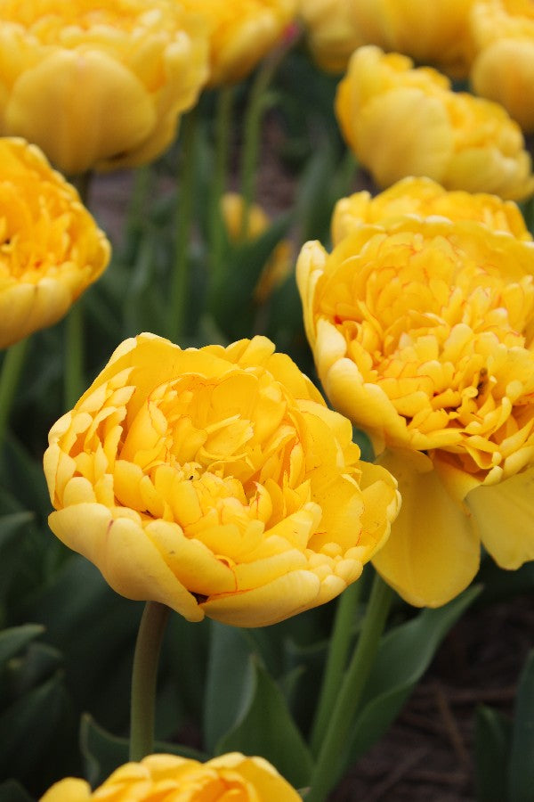 Tulpe Yellow Pomponette Jack the Grower