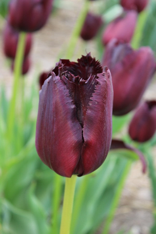 Tulipa Vincent van Gogh Jack the Grower