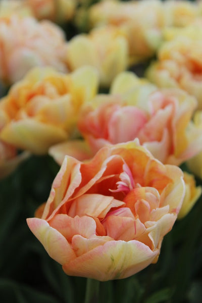 Tulpe Charming Lady Jack the Grower