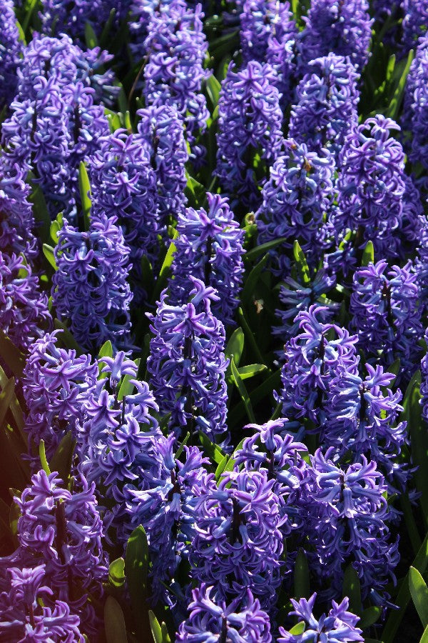 Hyacinthus Blue Jacket Jack the Grower