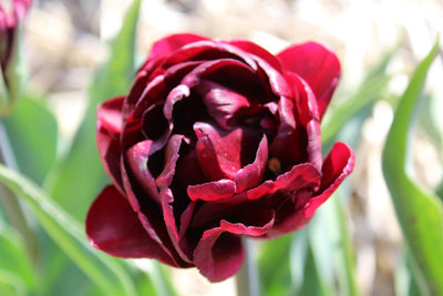 Tulipa Uncle Tom Jack the Grower
