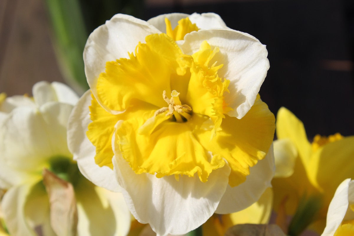 Narcissus Flileuse Jack the Grower