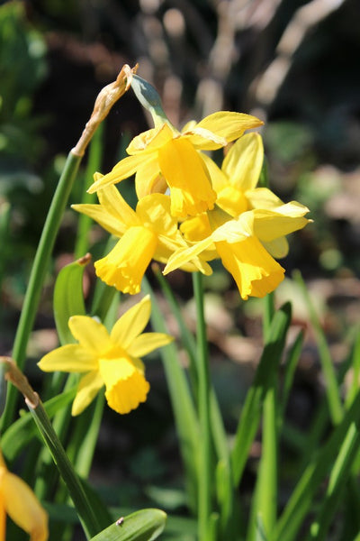 Narcissus Tete a Tete Jack the Grower