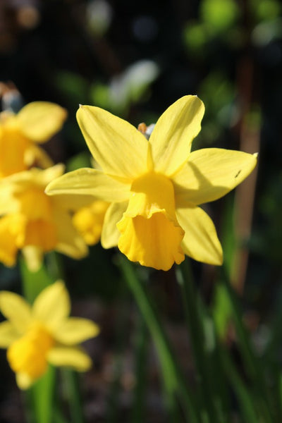 Narcissus Tete a Tete Jack the Grower