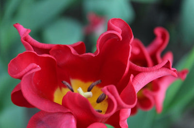 Tulipa Red Dress Jack the Grower