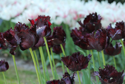 Tulpe Black Parrot Jack the Grower
