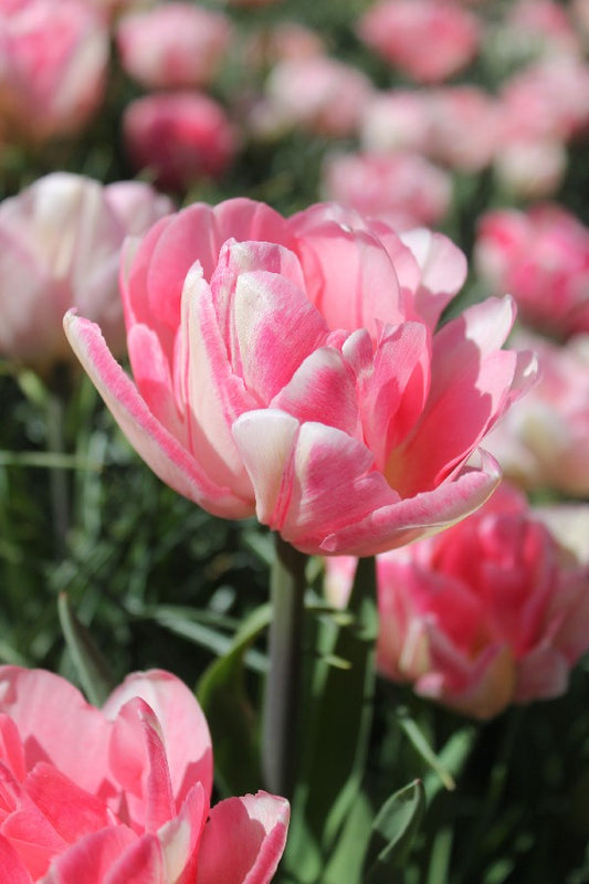 Tulipa Foxtrot Jack the Grower