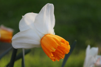 Narcissus Orange Comet Jack the Grower