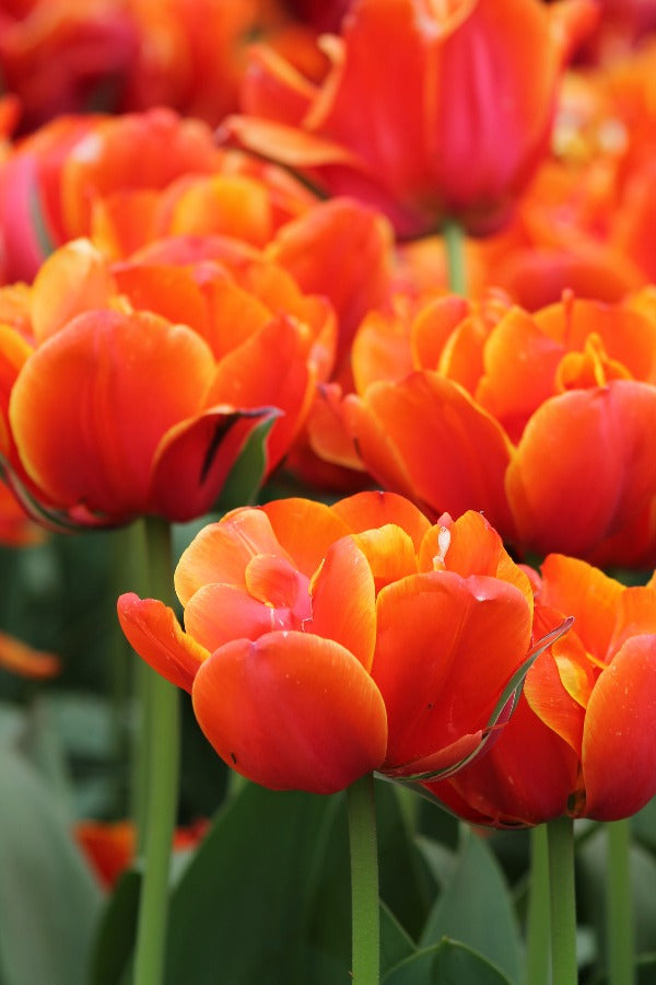 Tulpe Queensday Jack the Grower