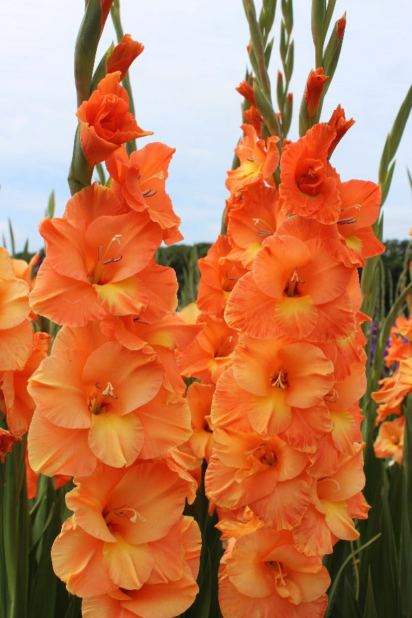 Gladiole Theresia Jack the Grower