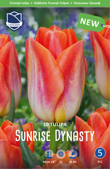 Tulpe Sunrise Dynasty