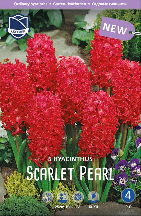 Hyazinthe Scarlet Pearl