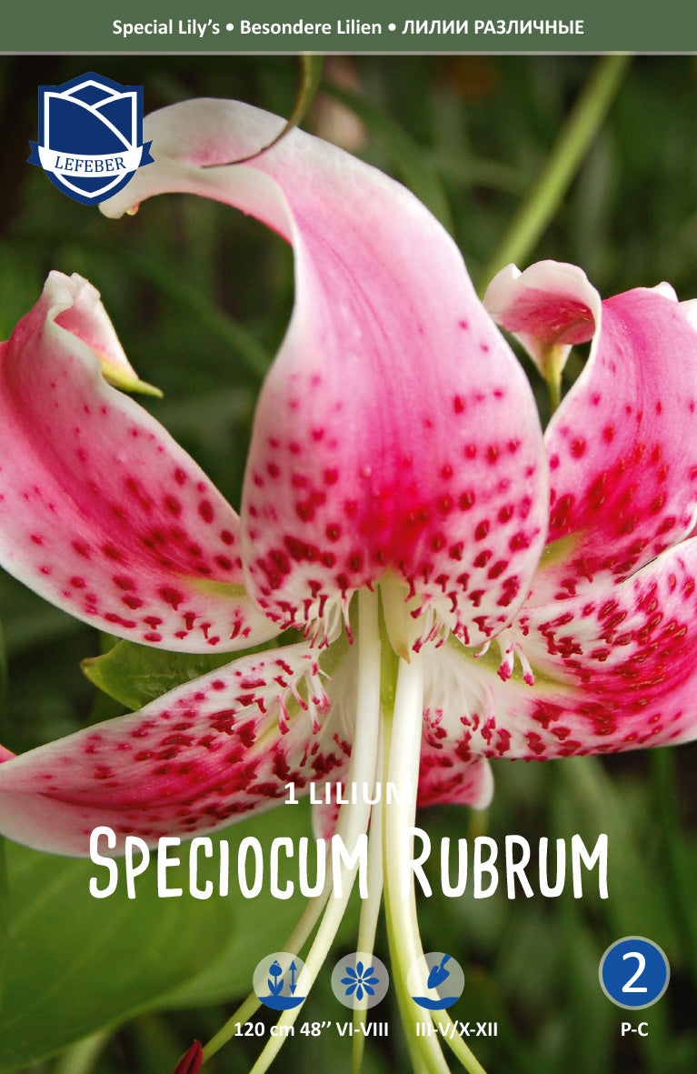 Lilie Speciosum Rubrum
