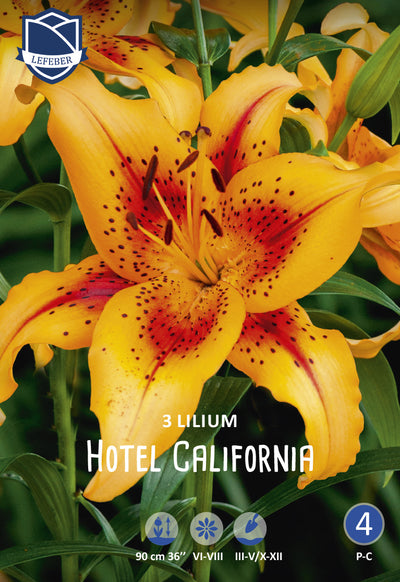 Lilium Hotel Kalifornien Jack the Grower
