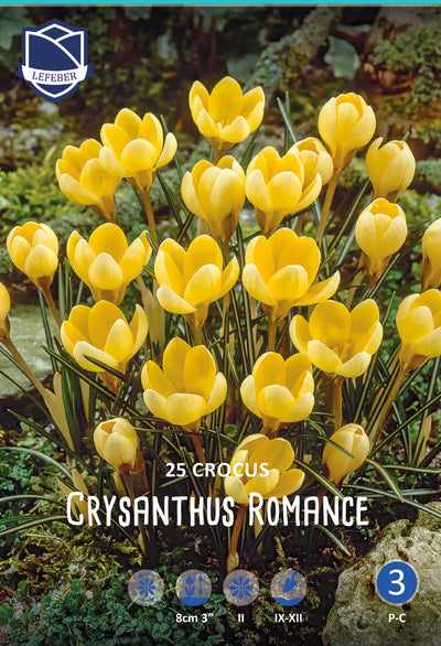 Krokus Crysanthus Romance Jack the Grower