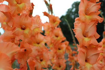 Gladiole Olympic Flame Jack the Grower