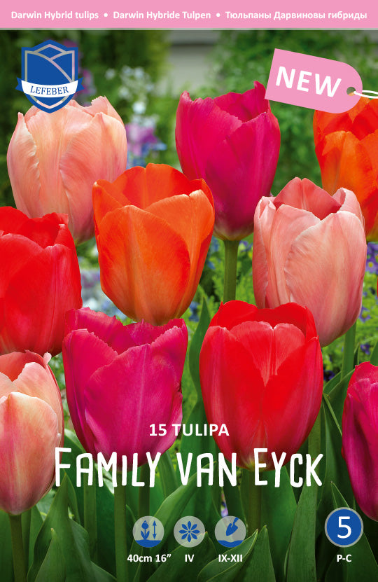 Tulpe Familie van Eyck
