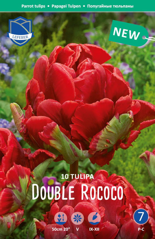 Tulpe  Double Rococo