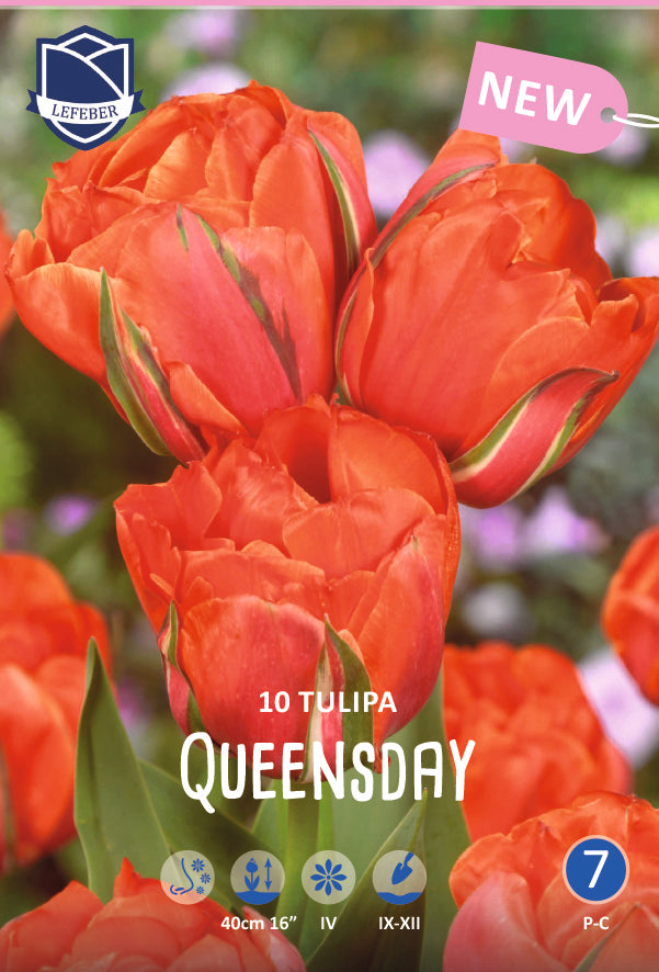 Tulpe Queensday Jack the Grower
