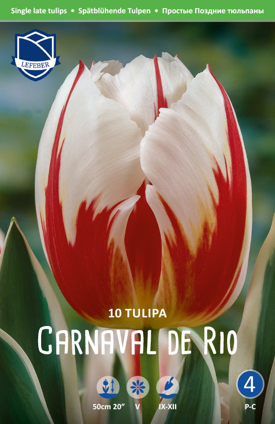 Tulpe Carnaval de Rio