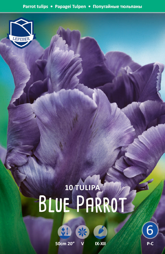 Tulpe Blue Parrot Jack the Grower