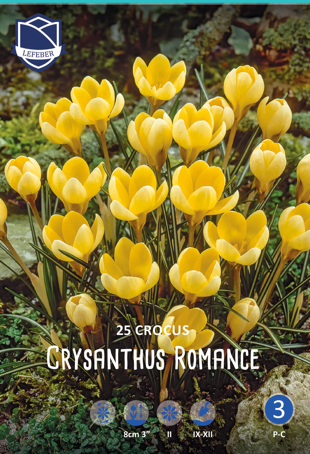Krokus Crysanthus Romance