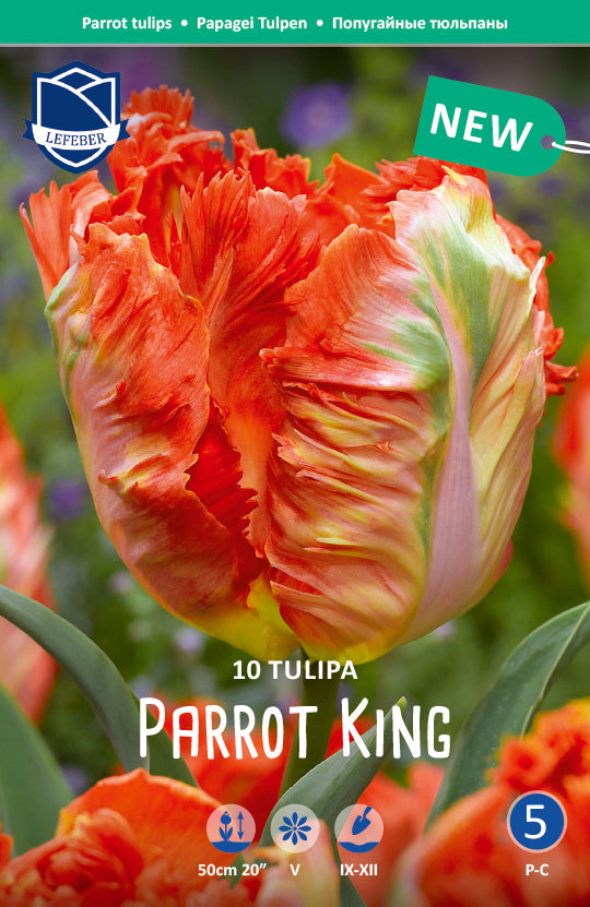 Tulpe Parrot King Jack the Grower