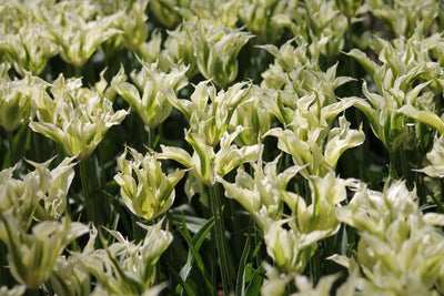 Tulpe Spring Green Jack the Grower