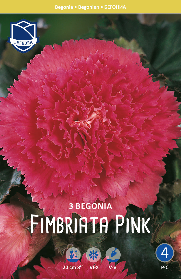 Begonia Fimbriata Pink