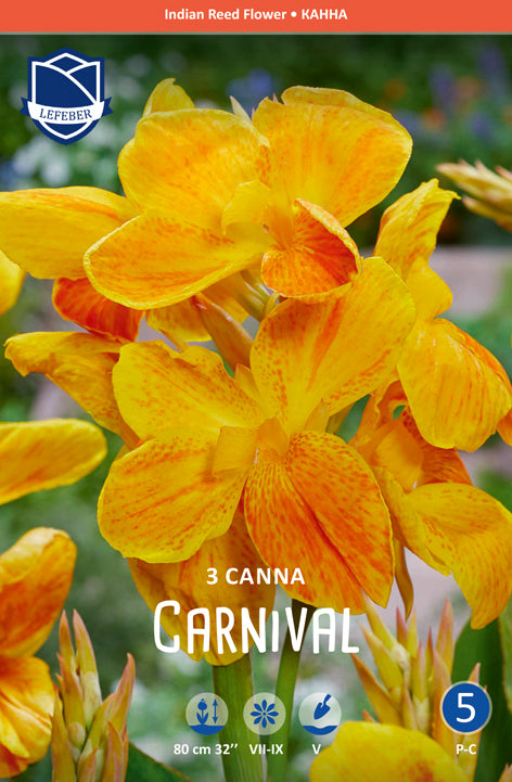 Canna Carnaval