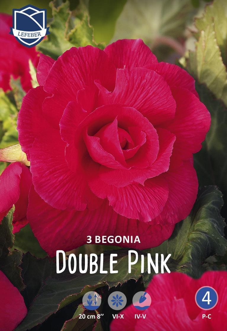Begonia Dubbel Roze