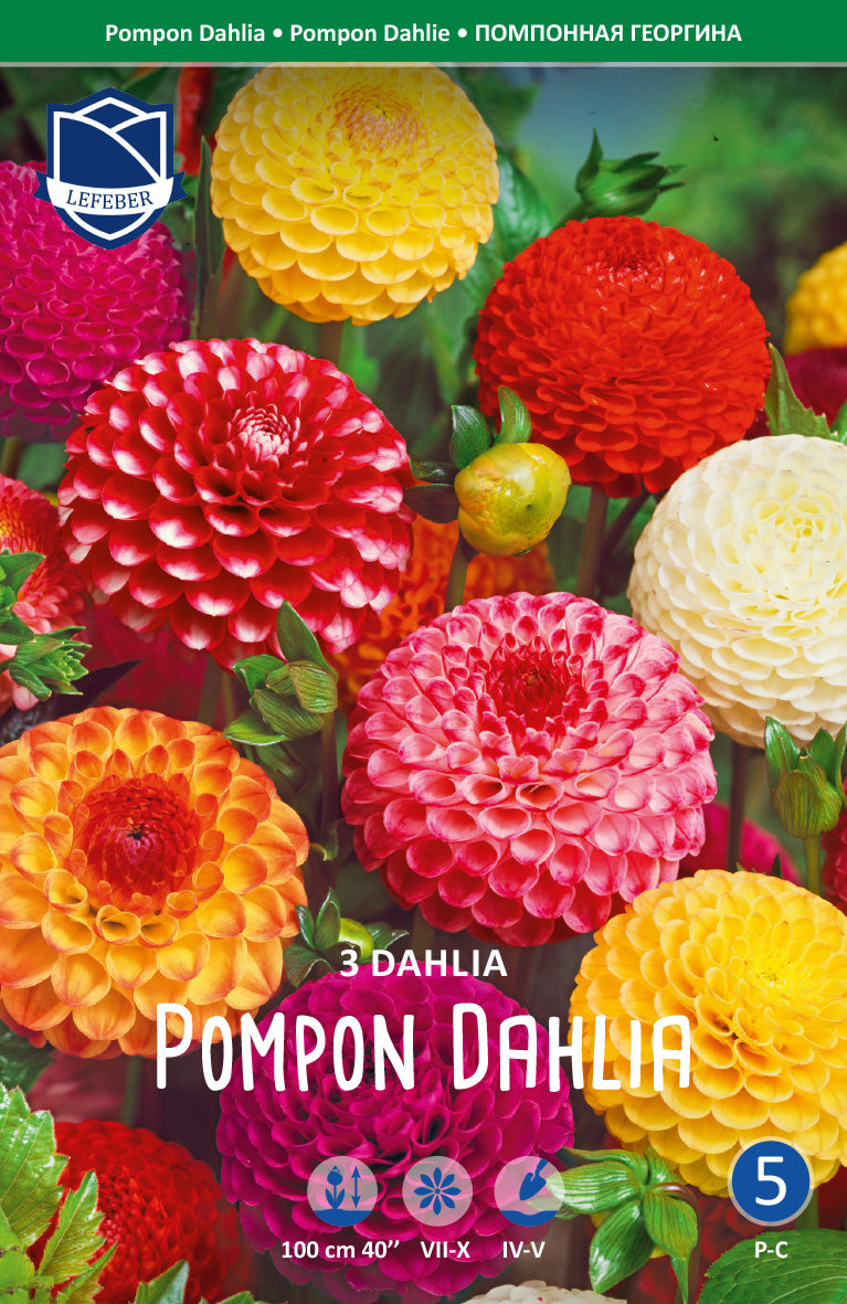 Dahlia Pompon Gemengd