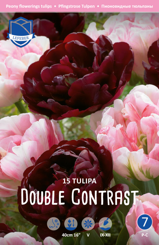 Tulipa Double Contrast